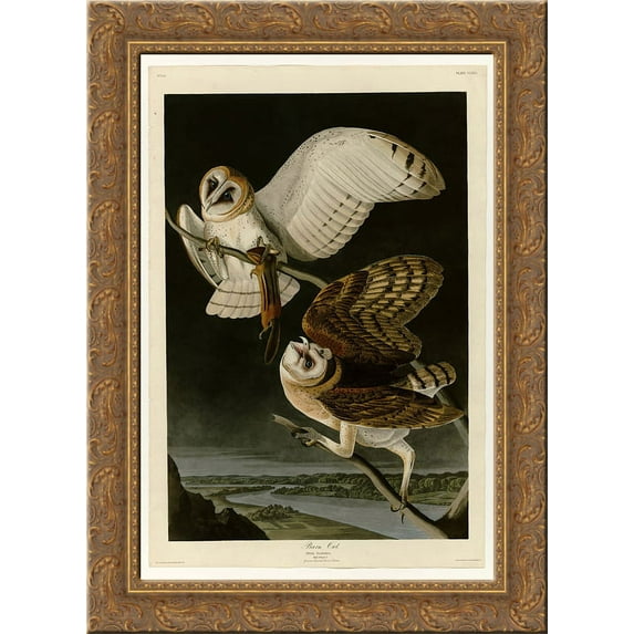 Plate 171 Barn Owl 24x18 Gold Ornate Wood Framed Canvas Art by John James Audubon