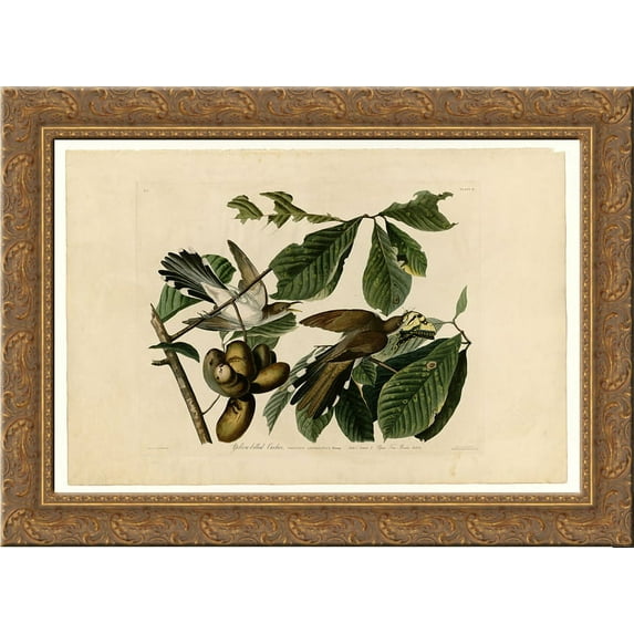 Plate 2. Yellow-billed Cuckoo 24x18 Gold Ornate Wood Framed Canvas Art by John James Audubon