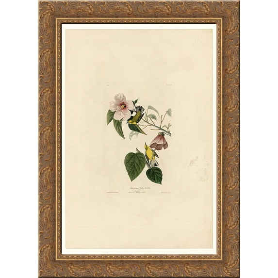 Plate 20. Blue-winged Yellow Warbler 24x18 Gold Ornate Wood Framed Canvas Art by John James Audubon