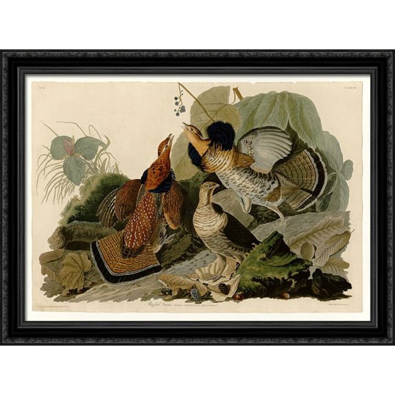 Plate 41. Ruffed Grouse 38x28 Large Black Ornate Wood Framed Canvas Art by John James Audubon