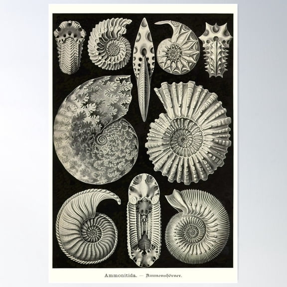 Plate 44. Ammonites, An Order Of Extinct Cephalopods From The Jurassic And Cretaceous Periods Poster Wall Art, Modern Wall Decor For Living Room Bedroom, 8x12 UNFRAMED