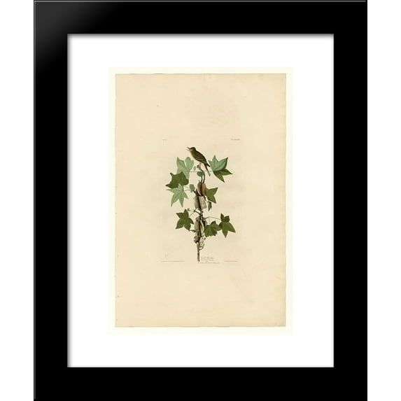 Plate 45. Traill's Flycatcher 20x24 Framed Art Print by John James Audubon