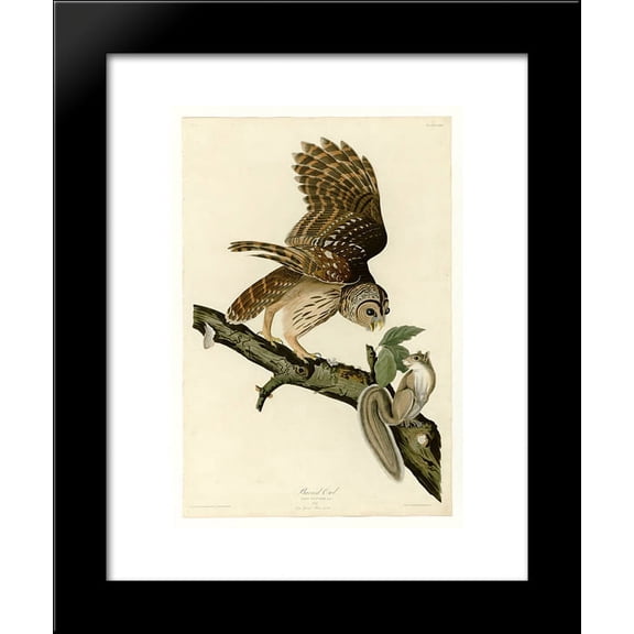 Plate 46. Barred Owl 20x24 Framed Art Print by John James Audubon