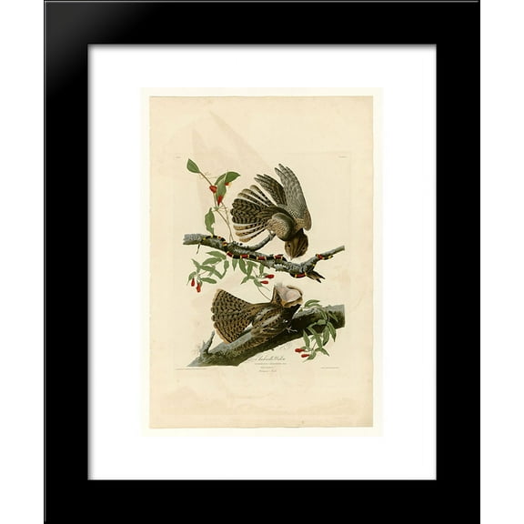 Plate 52. Chuck-will's Widow 20x24 Framed Art Print by John James Audubon