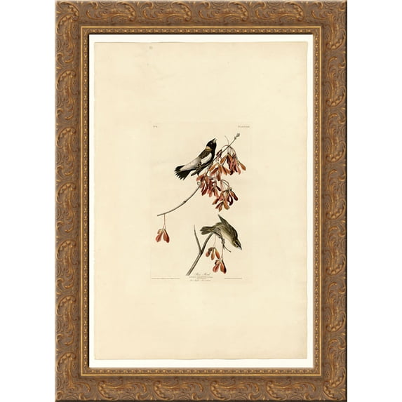Plate 54. Rice Bird 24x18 Gold Ornate Wood Framed Canvas Art by John James Audubon