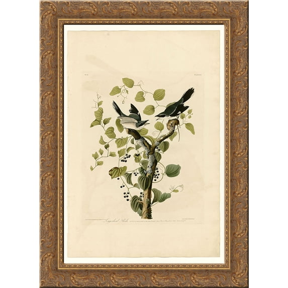 Plate 57. Loggerhead Shrike 24x18 Gold Ornate Wood Framed Canvas Art by John James Audubon