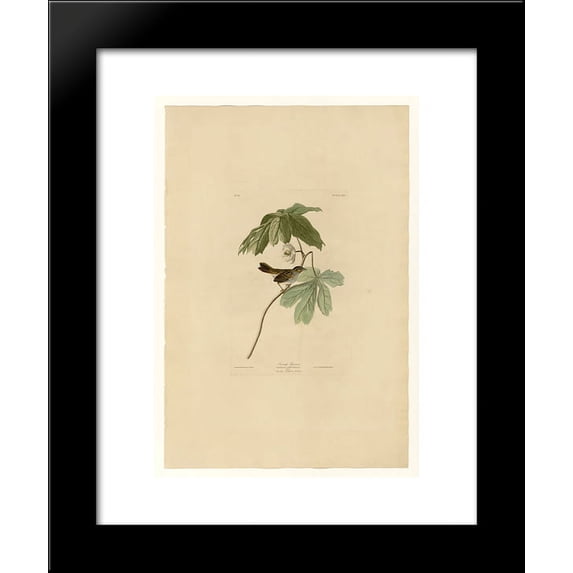 Plate 64 Swamp Sparrow 20x24 Framed Art Print by John James Audubon