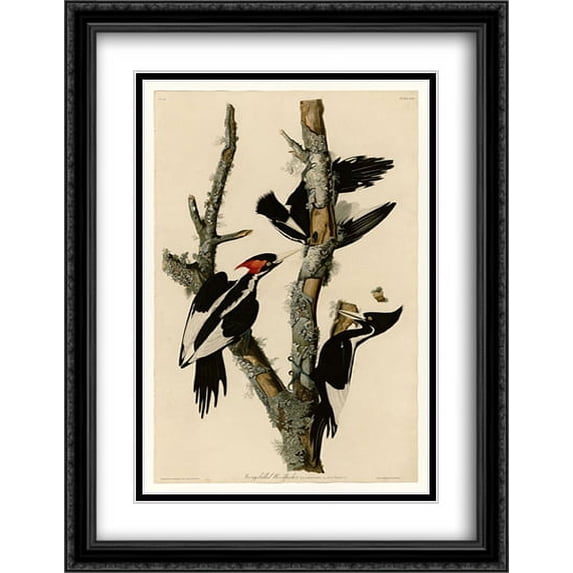Plate 66 Ivory-billed Woodpecker 2x Matted 28x36 Large Black Ornate Framed Art Print by John James Audubon