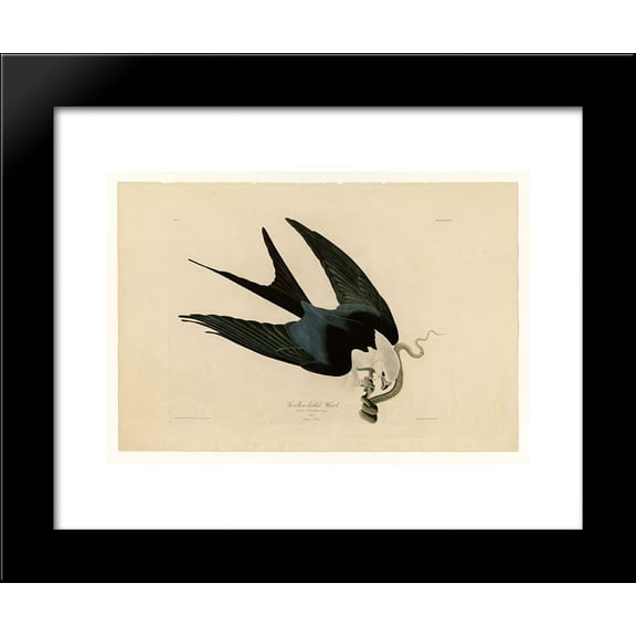 Plate 72 Swallow-tailed Hawk 20x24 Framed Art Print by John James Audubon