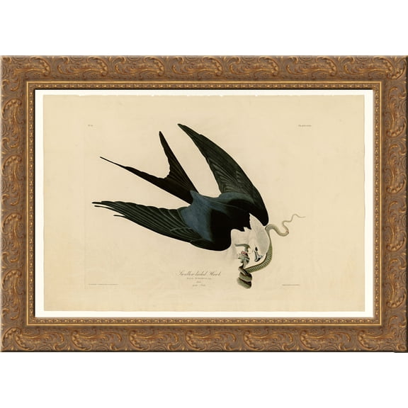 Plate 72 Swallow-tailed Hawk 24x18 Gold Ornate Wood Framed Canvas Art by John James Audubon