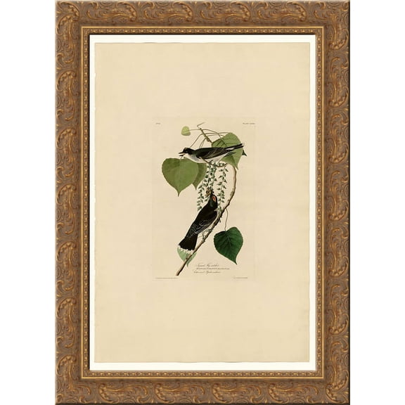 Plate 79 Tyrant Fly-catcher 24x18 Gold Ornate Wood Framed Canvas Art by John James Audubon