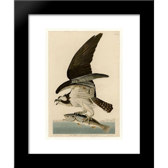 Plate 81 Fish Hawk or Osprey 20x24 Framed Art Print by John James Audubon