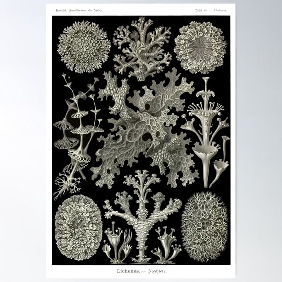 Plate 83. Lichens, Plants That Are Actually A Symbiotic Association Of A Fungus And An Algae (Or Cyanobacterium). Poster Wall Art, Modern Wall Decor For Living Room Bedroom, 16x24 UNFRAMED