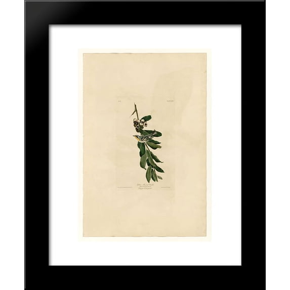 Plate 85 Yellow Throated Warbler 20x24 Framed Art Print by John James Audubon