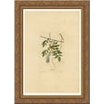 thumbnail image 1 of Plate 95 Yellow-poll Warbler 24x18 Gold Ornate Wood Framed Canvas Art by John James Audubon, 1 of 2