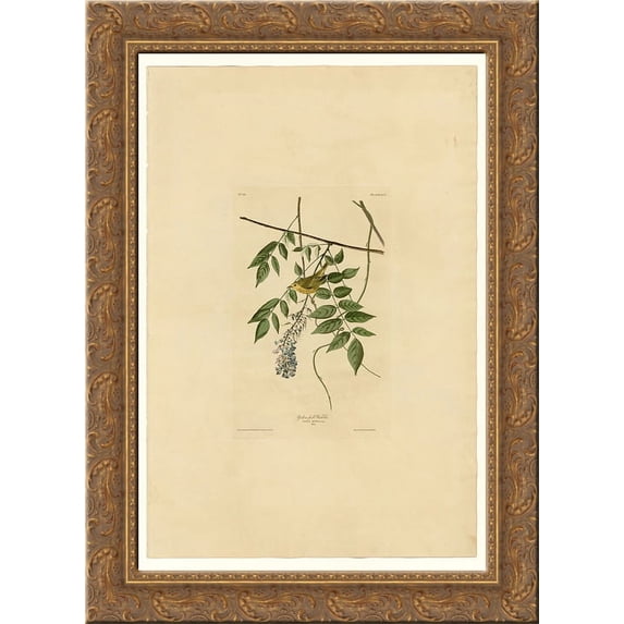 Plate 95 Yellow-poll Warbler 24x18 Gold Ornate Wood Framed Canvas Art by John James Audubon