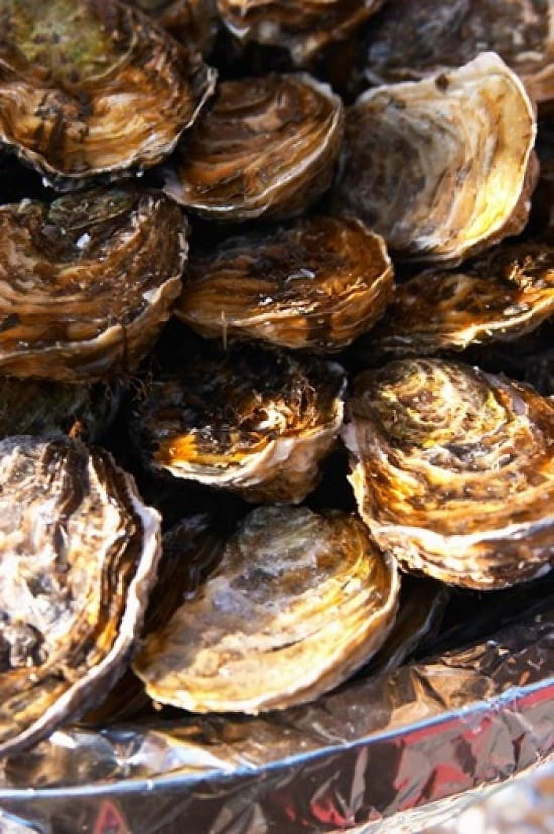 Plate of Oysters France Canvas Art - Per Karlsson DanitaDelimont (24 x 36)