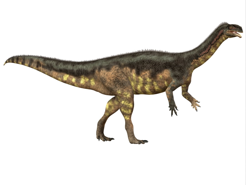 Plateosaurus dinosaur side view Canvas Art - Corey FordStocktrek Images (17 x 13)