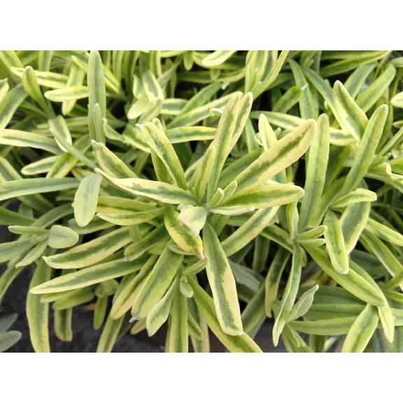 Platinum Blonde Lavender Herb - Quart Pot - Perennial - Indoors/Out