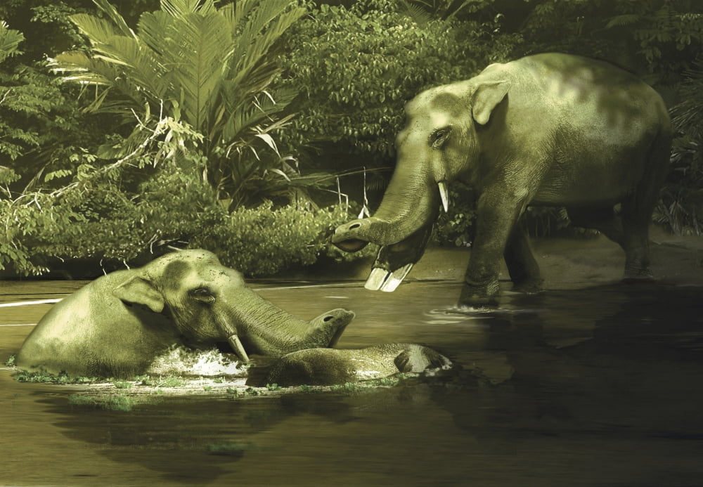 Platybelodon grazing on water weeds and plants from the Miocene epoch Canvas Art - Jan SovakStocktrek Images (34 x 24)