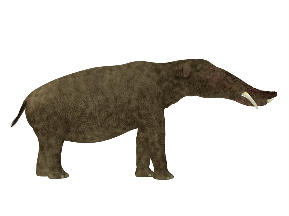 Platybelodon mammal side view Canvas Art - Corey FordStocktrek Images (32 x 24)