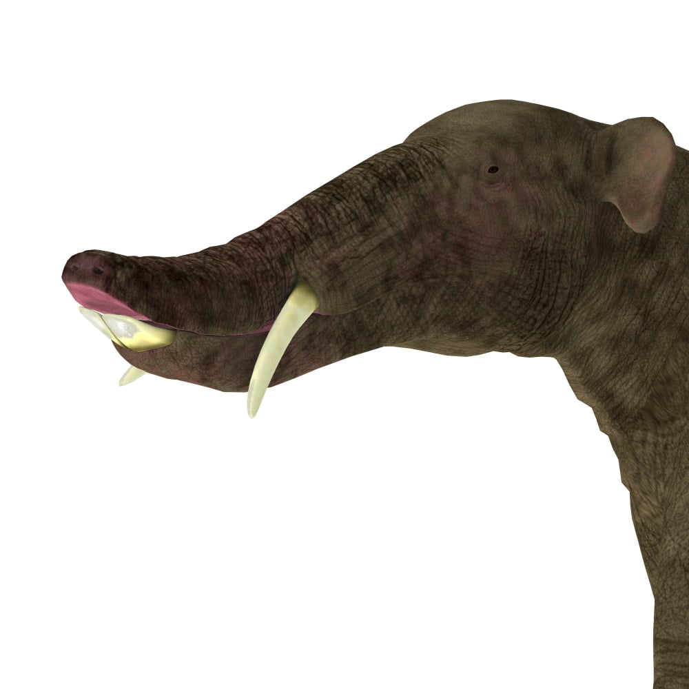 Platybelodon portrait on white background Canvas Art - Corey FordStocktrek Images (28 x 28)