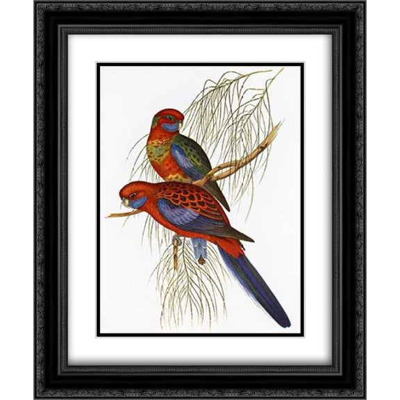 Platycercus Pennantii 2x Matted 20x24 Black Ornate Framed Art Print by Ashley, Aaron