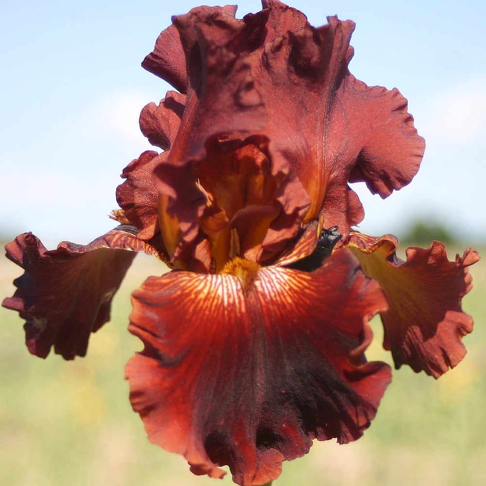 Play With Fire Bearded German Iris 1 Size Rhizome