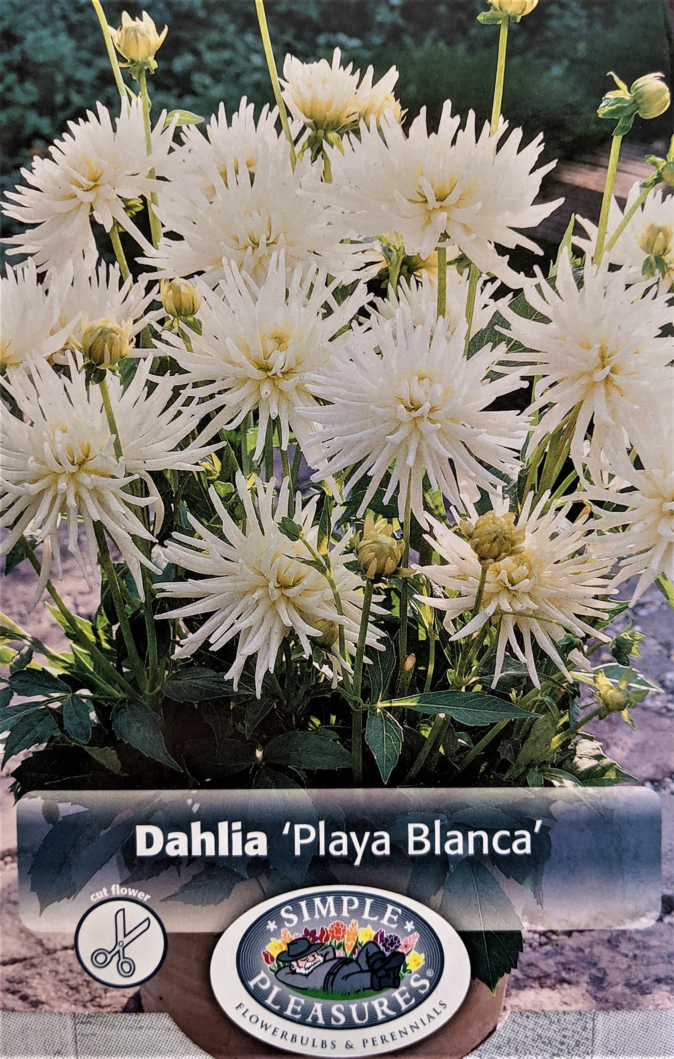Playa Blanca Dahlia - Large Flowering Semi-Cactus - Dwarf Size - #1