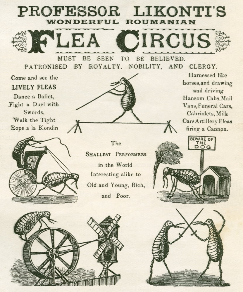 Playbill Of The Professor Likontis Wonderful Romanian Performing Fleas From The Strand Magazine Published 1896 Canvas Art - Ken Welsh Design Pics (24 x 30)