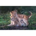 thumbnail image 1 of Playful Lion Cubs Poster Print - Xavier Ortega, 1 of 3