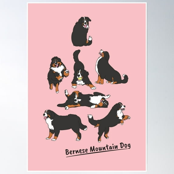 Playing Bernese Mountain Dog - Pink Background Poster Wall Art, Modern Wall Decor, 12x18 UNFRAMED