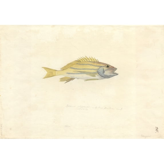 Plectorhinchus Vittatus Oriental Sweetlips Poster Print By Mary Evans Natural History Museum