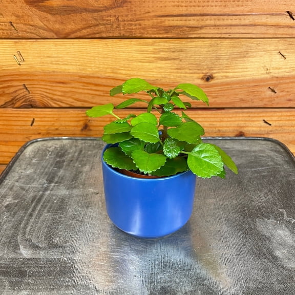 Plectranthus Australis Wax Swedish Ivy, 2" Plant, The Plant Farm