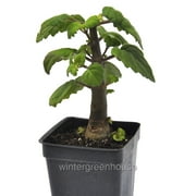 Plectranthus Ernstii Caudex, Bonsai Mint - Pot Size 3in 2.6x3.5in - House Plants