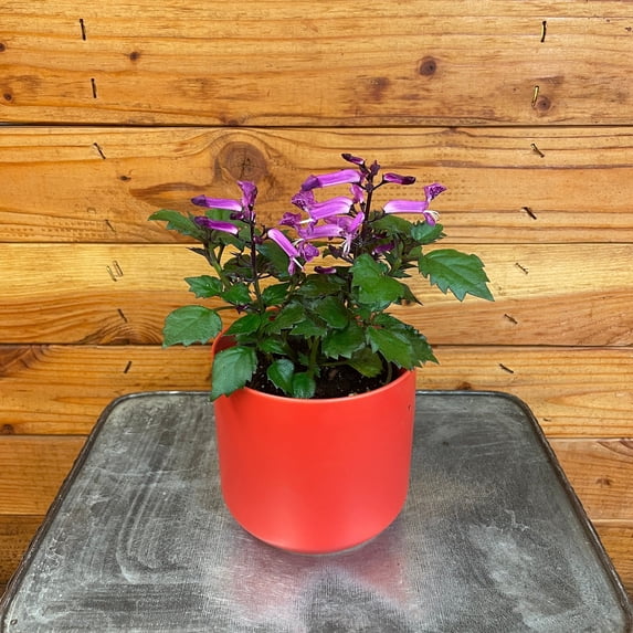 Plectranthus Mona Lavender Pink, 4" Plant, The Plant Farm