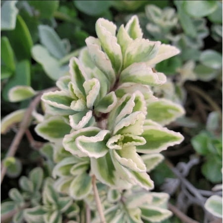 Plectranthus Neochilus Variegated 'Mike's Fuzzy Wuzzy' Succulent Live Plant 2 Inch for Indoor Outdoor Home Office Garden Decor