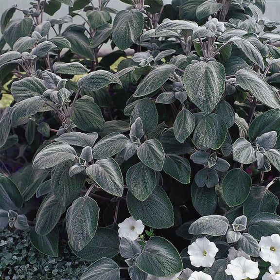 Mountain Valley Seed Company 100 Plectranthus/ Silver Shield Flower Seeds, Non-GMO