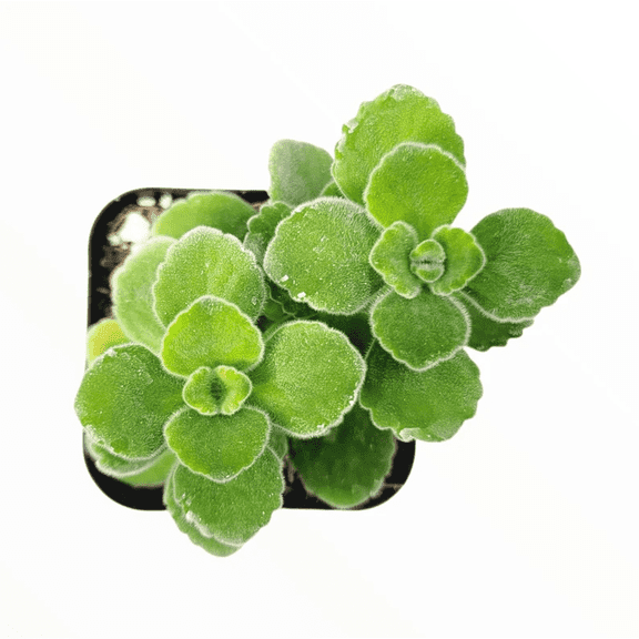 Plectranthus Tomentosa - Vicks Plant Succulent Plant 2 Inch for Indoor Outdoor Home Office Garden Decor