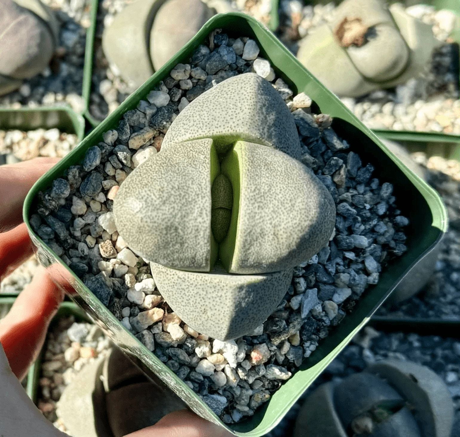 Split Planting Pleiospilos Nelii Green Plant Live for Planting - Split Rock Plant ...