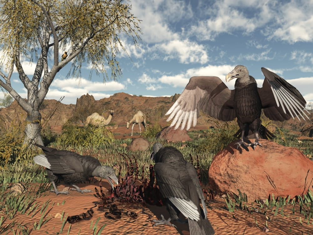 Pleistocene Black Vultures feed on carrion Canvas Art - Walter MyersStocktrek Images (17 x 13)