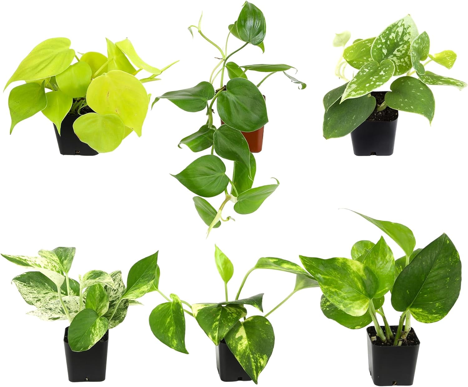 Plentiful Pothos & Philodendron (6-Pack), Pothos Live Plant Decor ...