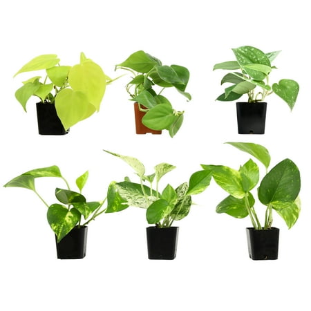Plentiful Pothos & Philodendron Plants (6-pack) - Easy Live House Plant Care - 2in. Grow Pots - Filtered Sun - Element by Altman Plants