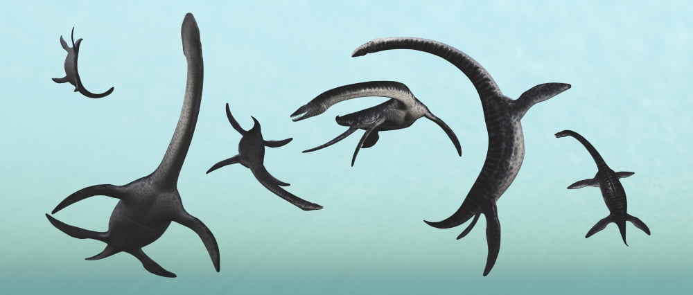 Plesiosaurs gather at their underwater playground Canvas Art - Mark StevensonStocktrek Images (44 x 19)