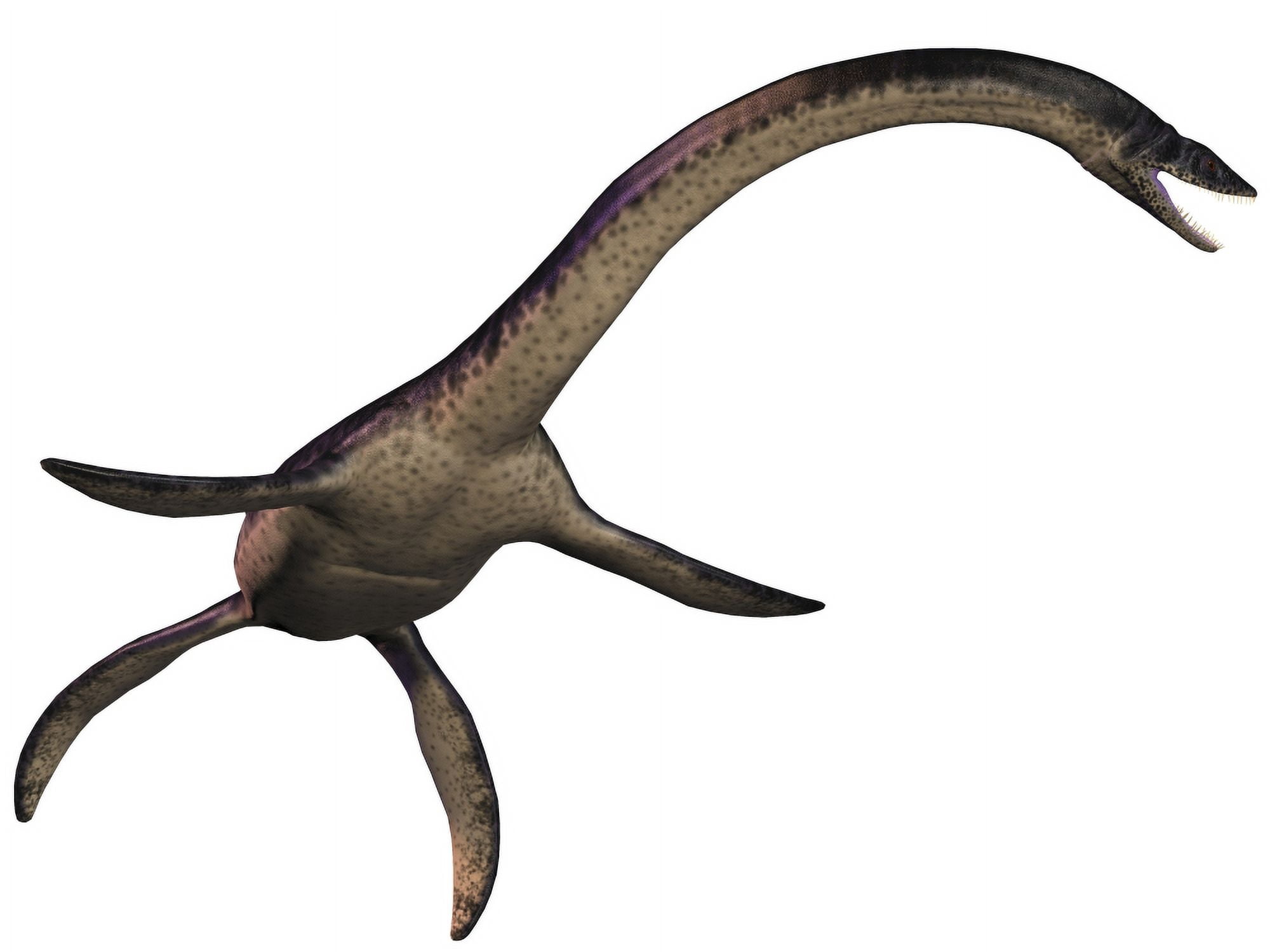 Plesiosaurus large marine predatory reptile from the Jurassic Era Canvas Art - Corey FordStocktrek Images (17 x 13)