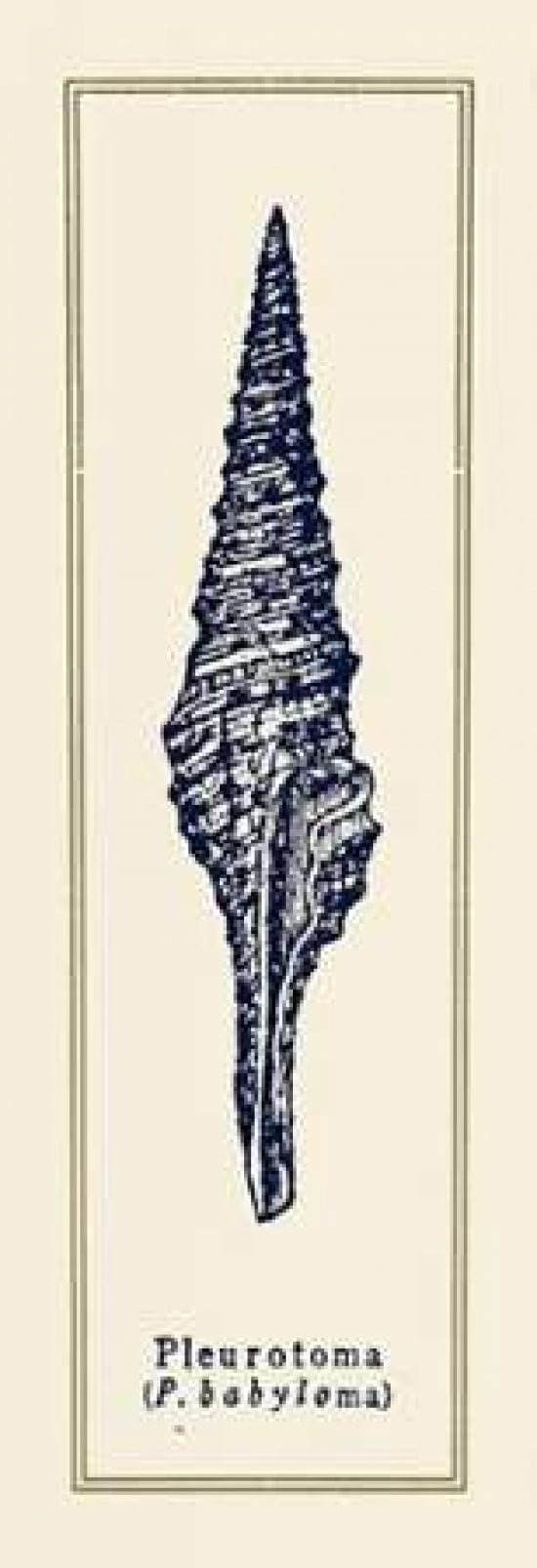 Pleurotoma Shell I Canvas Art - Gregory Gorham (12 x 36)