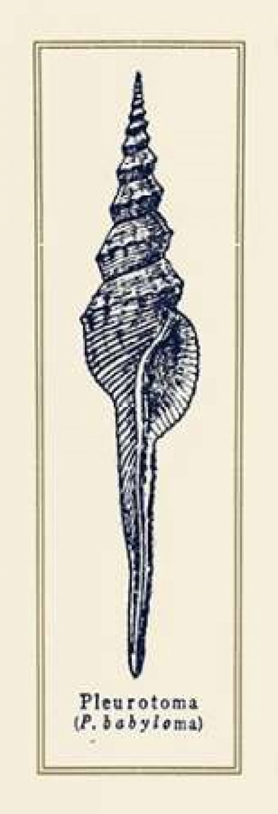 Pleurotoma Shell II Canvas Art - Gregory Gorham (12 x 36)