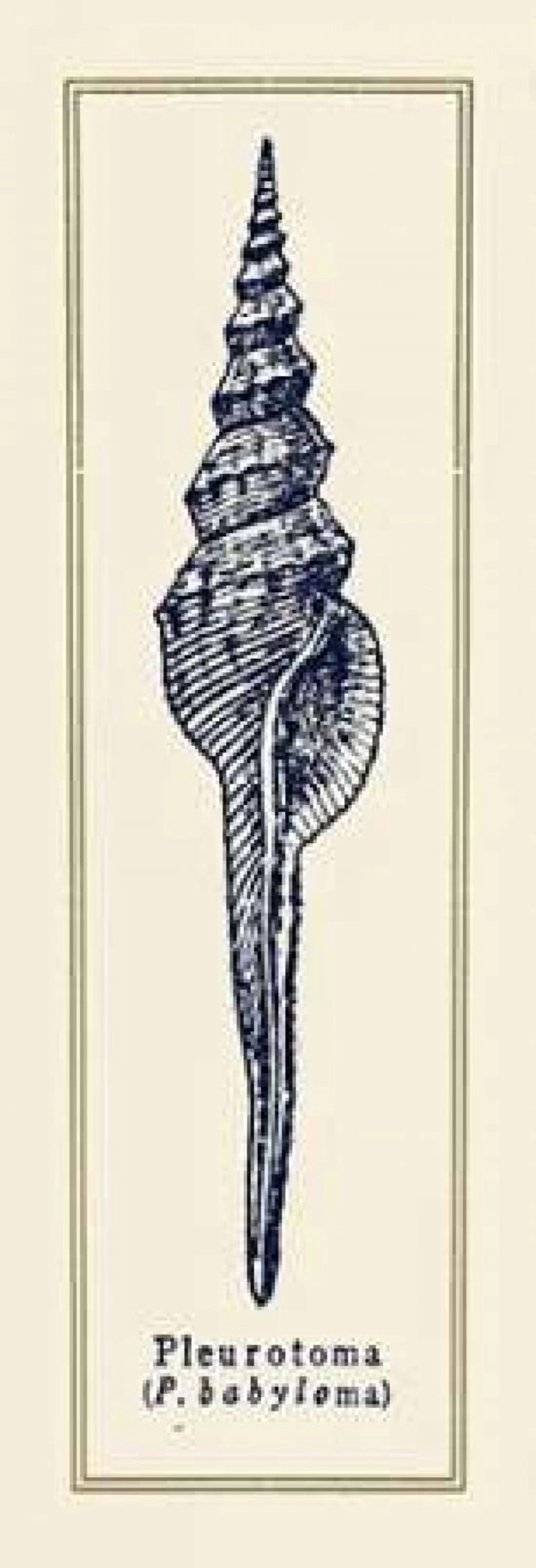 Pleurotoma Shell II Canvas Art - Gregory Gorham (8 x 24)