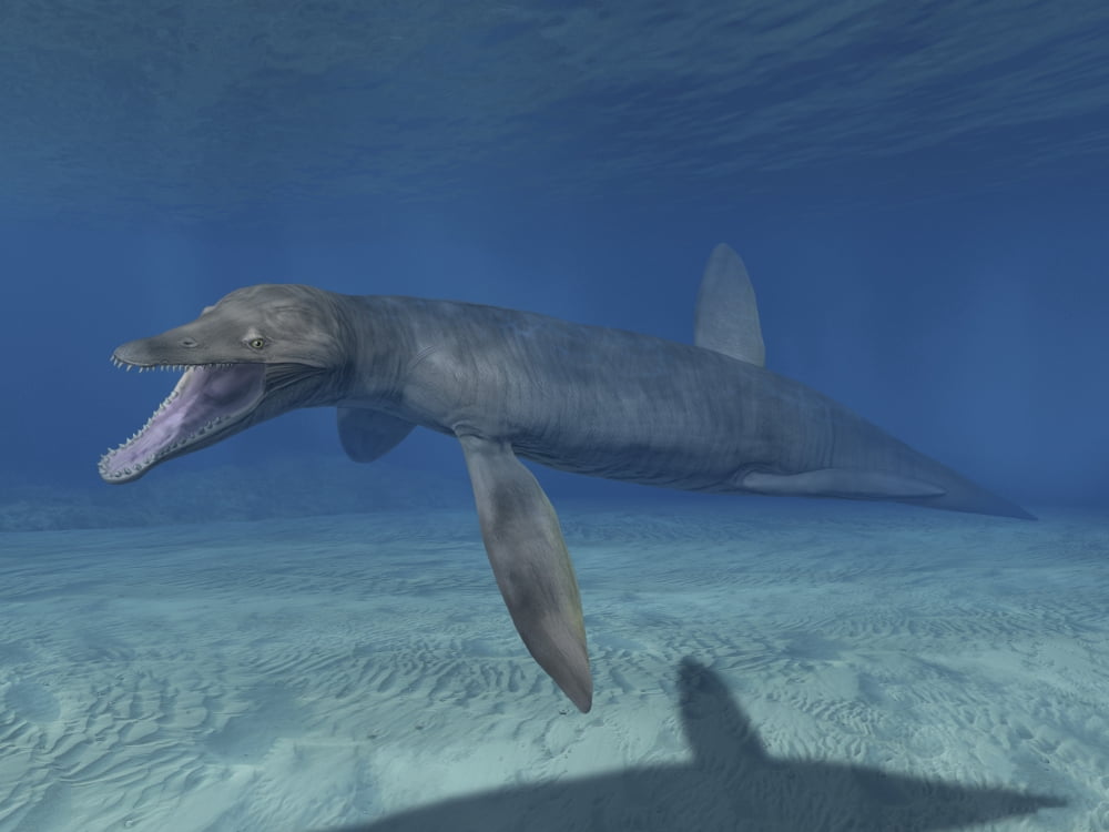 Pliosaurus kevani Late Jurassic of England Canvas Art - Nobumichi TamuraStocktrek Images (33 x 25)