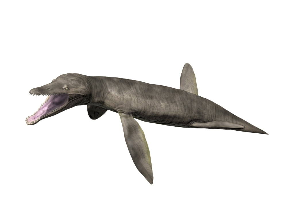 Pliosaurus kevani Late Jurassic of England Canvas Art - Nobumichi TamuraStocktrek Images (33 x 25)